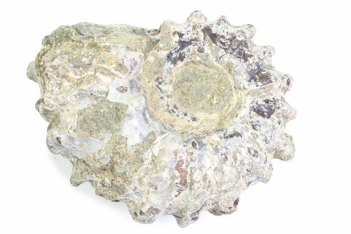 Bumpy Ammonite (Douvilleiceras) Fossil - Madagascar #361184